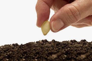 蔬菜種子栽培技術(shù)-<b>夏天播種、栽培注意事項(xiàng)</b>