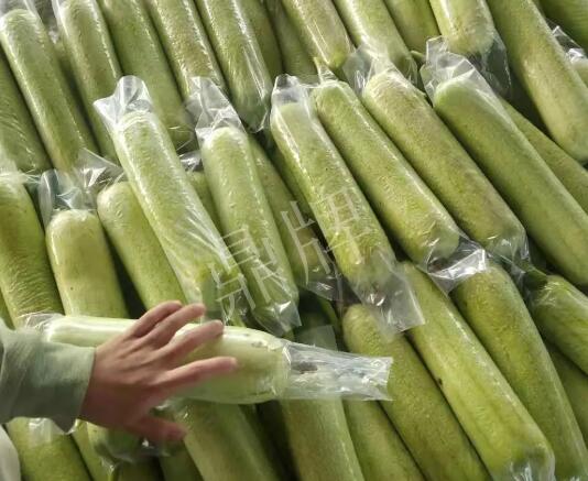蔬菜種子種植戶客戶點評-這個絲瓜每畝能掙3萬，惠州客戶很滿意！