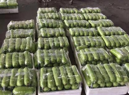 蔬菜種子種植戶客戶點評-上市早，價格好！我連續(xù)種了三年，滿意！
