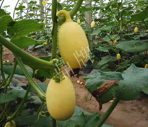 蔬菜種子種植戶客戶點評-上市了，14元/公斤。河南客戶發(fā)來…