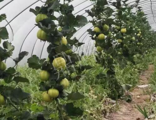 蔬菜種子種植戶客戶點評-我的乖乖，一株坐果15個，6元1斤，好賣得很！