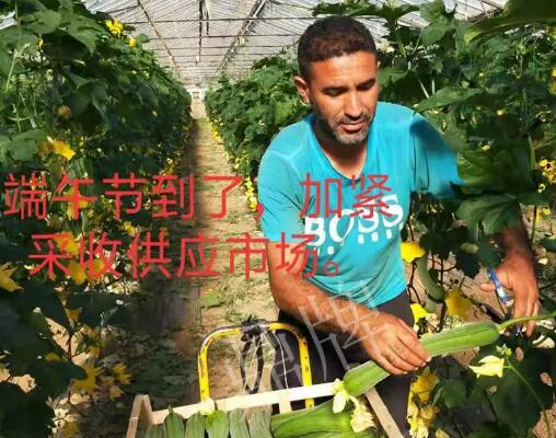 蔬菜種子種植戶客戶點評-羨慕！每公斤24元，“優(yōu)比1號”在法國的表現(xiàn)…