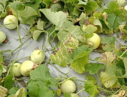 蔬菜種子種植戶客戶點評-低溫寡照的天氣，它仍然優(yōu)秀！