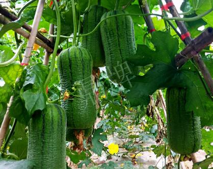 蔬菜種子種植戶客戶點(diǎn)評(píng)-這個(gè)新品種，讓我“頭痛”…