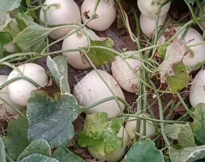 蔬菜種子種植戶客戶點評-“甜，真甜，真是甜！”
