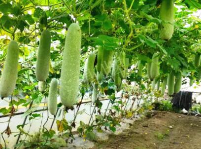 蔬菜種子種植戶客戶點評-我種的冬瓜，肉緊味甜，按個賣！