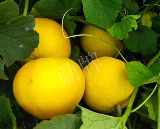 蔬菜種子種植戶客戶點評-純賺50萬，我這個“張大膽”榮光了一把！