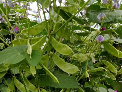 蔬菜種子種植戶客戶點(diǎn)評(píng)-一梭梭的，真是結(jié)坨了，“特早春”扁豆市斤批價(jià)達(dá)到10元