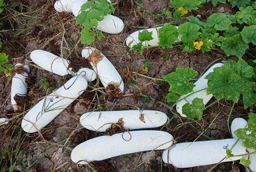 您種植過“堆堆瓜”嗎？看一看，地上全是瓜！一睹芳容