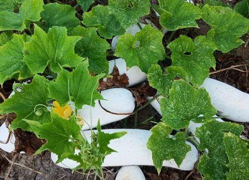 您種植過“堆堆瓜”嗎？看一看，地上全是瓜！一睹芳容