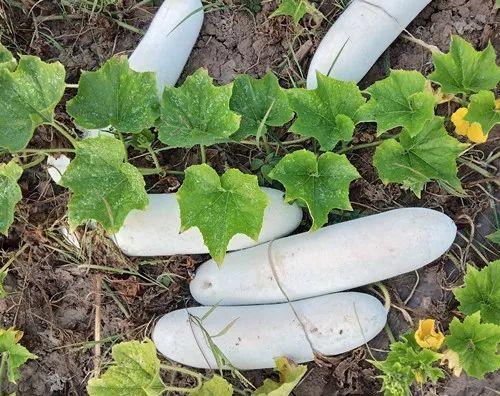 您種植過“堆堆瓜”嗎？看一看，地上全是瓜！一睹芳容