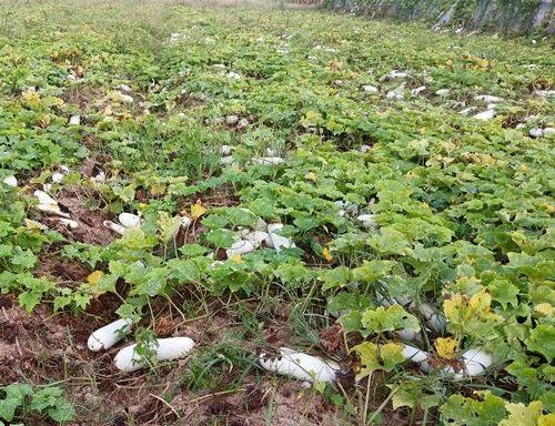 您種植過“堆堆瓜”嗎？看一看，地上全是瓜！一睹芳容