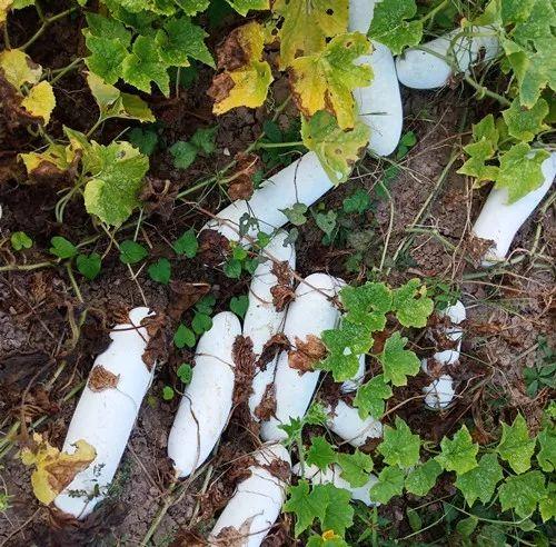 您種植過“堆堆瓜”嗎？看一看，地上全是瓜！一睹芳容