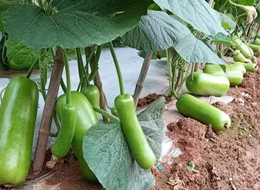 蔬菜種子種植戶客戶點(diǎn)評-浙江菜農(nóng)種植的鼎牌瓠瓜喜獲豐收，又賣上了好價錢!