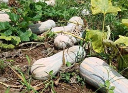 蔬菜種子種植戶客戶點(diǎn)評-一袋種子100粒，輕松賺回3000元...