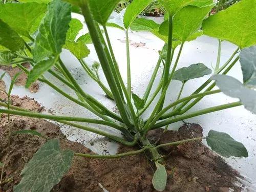 菜農(nóng)種植無需噴農(nóng)藥的蔬菜，不僅栽培簡單、而且效益高