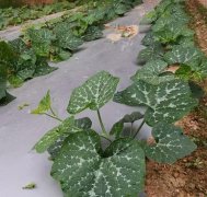 蔬菜種子種植戶客戶點(diǎn)評-無需噴農(nóng)藥的蔬菜，栽培簡單、效益高！