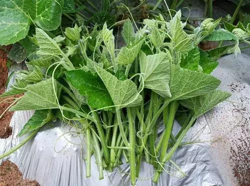 菜農(nóng)種植無需噴農(nóng)藥的蔬菜，不僅栽培簡單、而且效益高