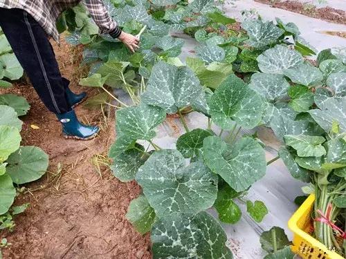 菜農(nóng)種植無需噴農(nóng)藥的蔬菜，不僅栽培簡單、而且效益高