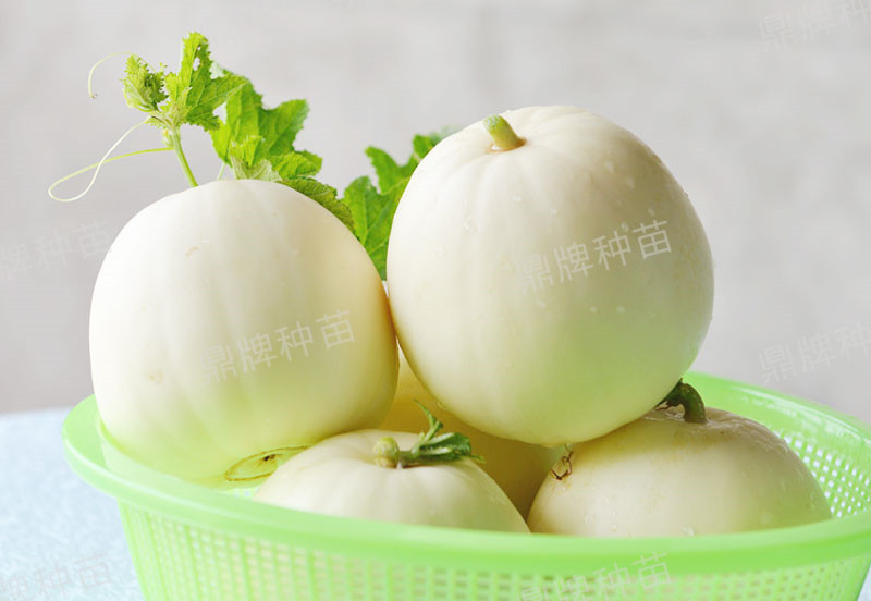就這4個薄皮甜瓜，畝產(chǎn)萬斤很輕松，瓜果菜農(nóng)搶著種植