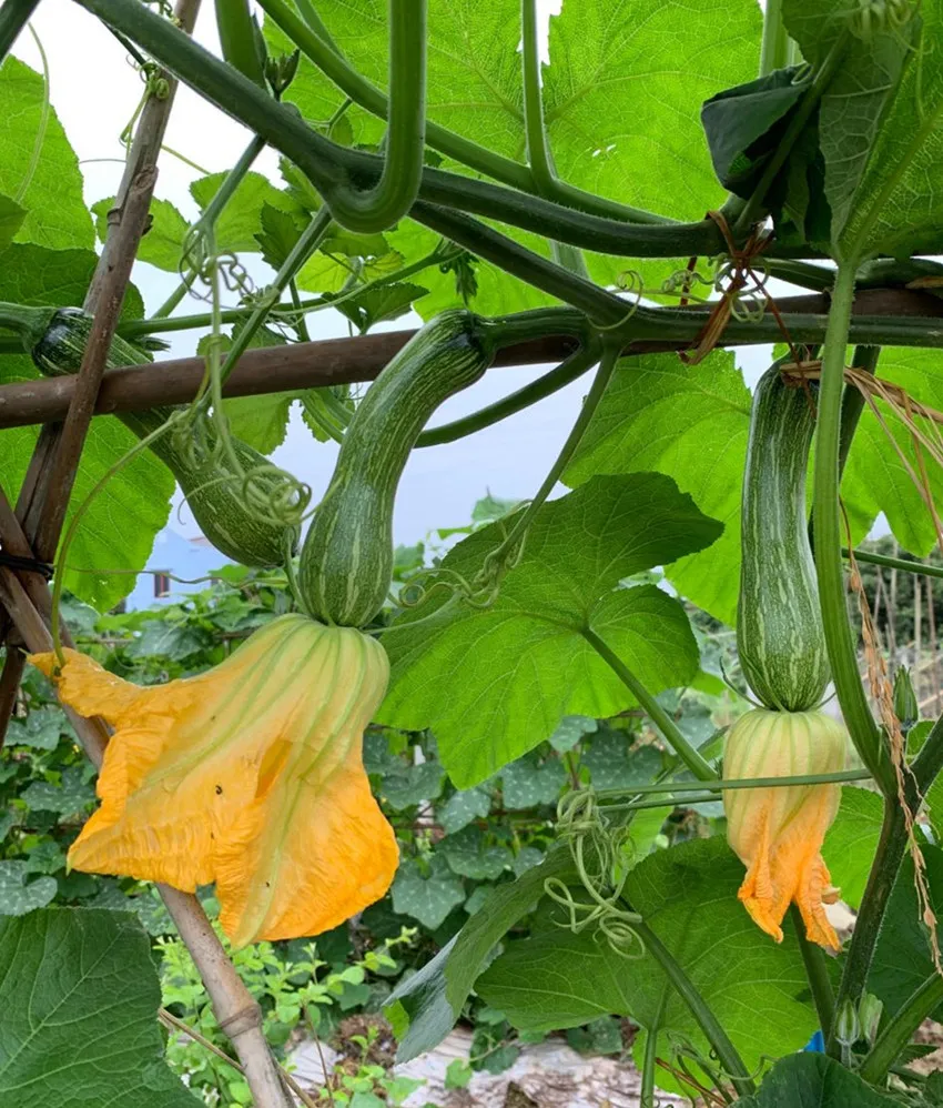 3元1斤的健美蜜本南瓜快成熟了，緬甸種植戶發(fā)來圖片與視頻