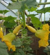 蔬菜種子種植戶客戶點評-看看菜農劉剛建種植的“黃金筍瓜”，高產又高價！