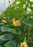 蔬菜種子種植戶客戶點(diǎn)評(píng)-在大棚內(nèi)栽培“健美蜜本”南瓜，怎么樣？看菜農(nóng)石昌斌發(fā)來(lái)的圖片