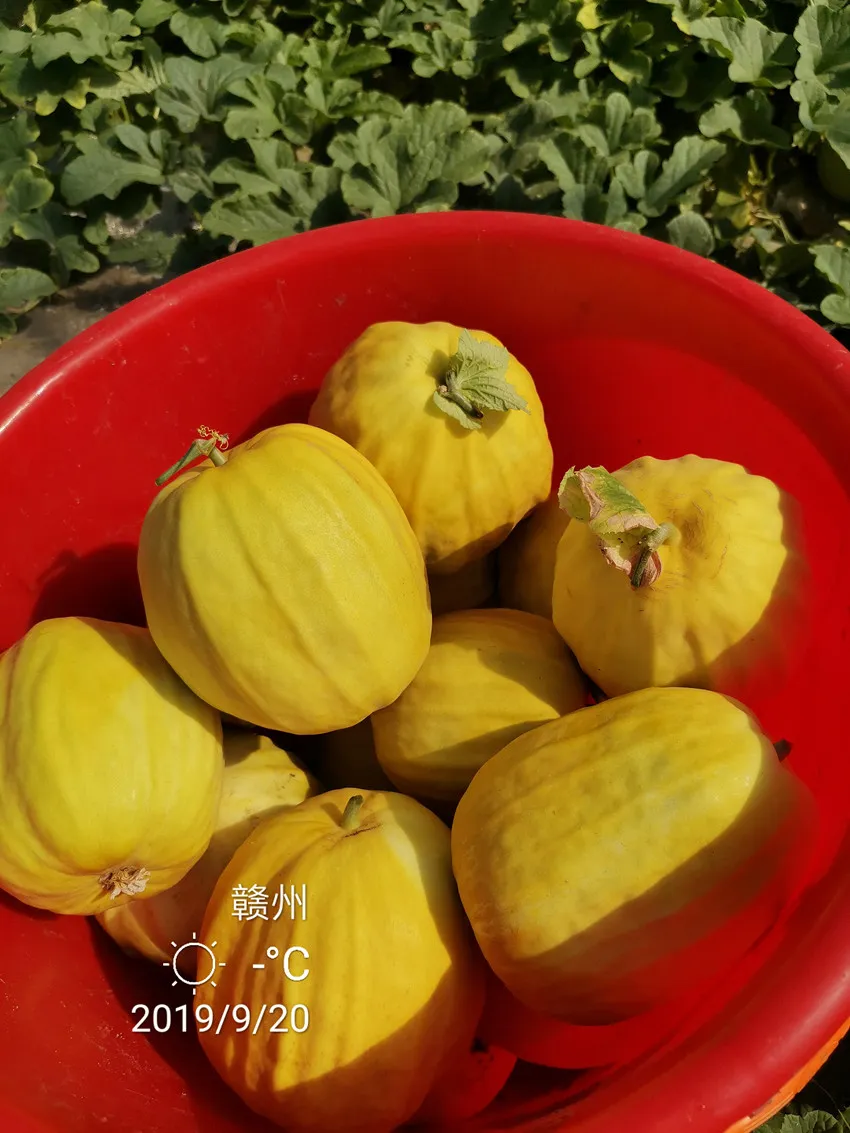 高溫季節(jié)種植甜瓜，什么品種最好？這個品種是秋季上市的專用品種