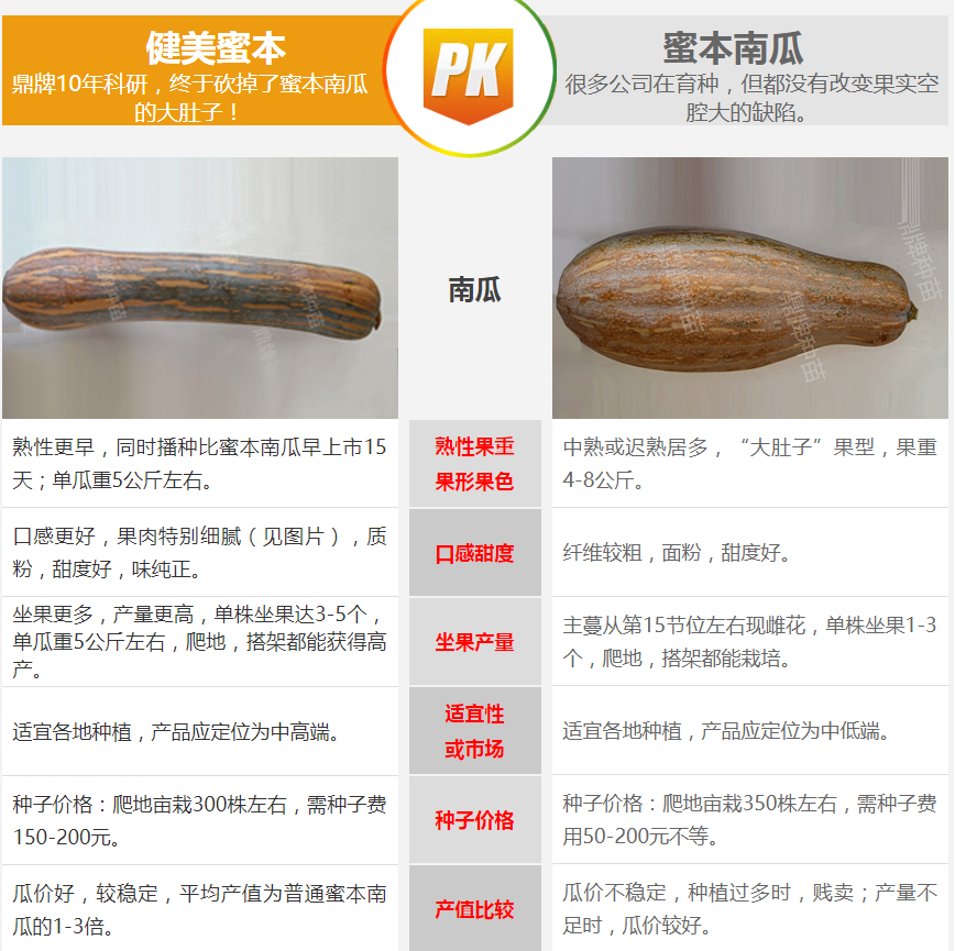 生吃都好吃南瓜新品種，沒有大肚子，肉質(zhì)更密致，農(nóng)戶試種下