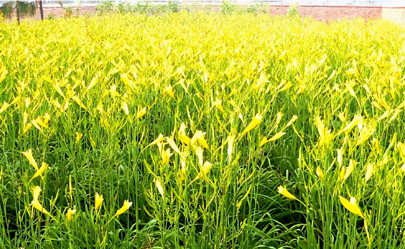一斤接近20塊，原來它才是最火的國(guó)民蔬菜！全國(guó)都適種