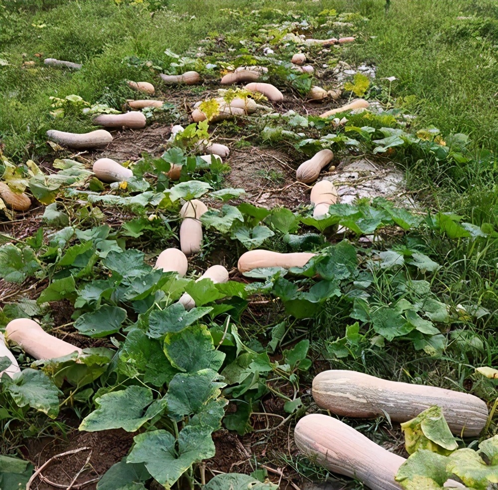 一位轉業(yè)后的特種兵，辦農場種瓜菜，靠1個優(yōu)點，年賺200萬