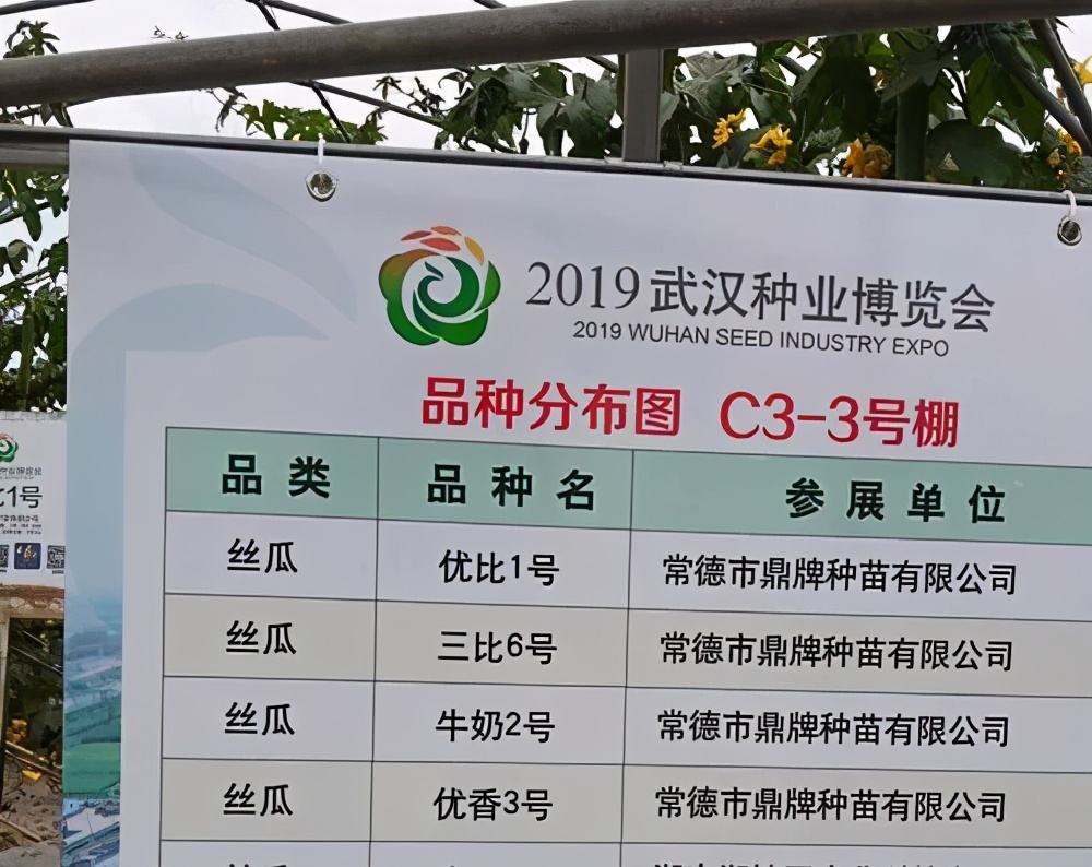 這個絲瓜畝產(chǎn)可達8000公斤，菜農(nóng)2021年致富的絲瓜品種
