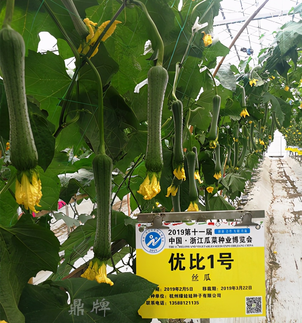 這個絲瓜畝產(chǎn)可達8000公斤，菜農(nóng)2021年致富的絲瓜品種