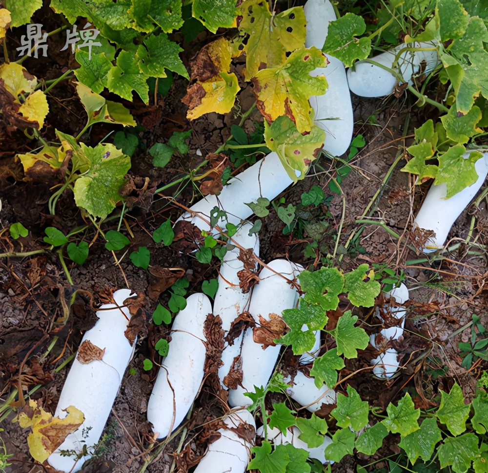 畝產(chǎn)值可達3萬元的冬瓜終上市，21年科研沉淀成就它