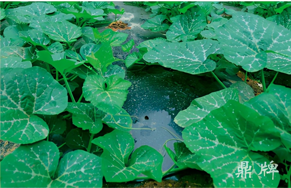 種這種綠葉菜，栽培輕松，畝產(chǎn)值過萬元，菜農(nóng)表示很劃算