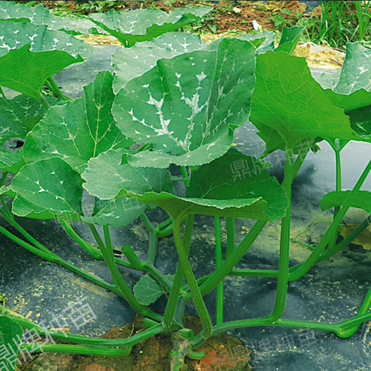 種這種綠葉菜，栽培輕松，畝產(chǎn)值過萬元，菜農(nóng)表示很劃算