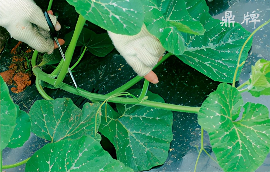種這種綠葉菜，栽培輕松，畝產(chǎn)值過萬元，菜農(nóng)表示很劃算