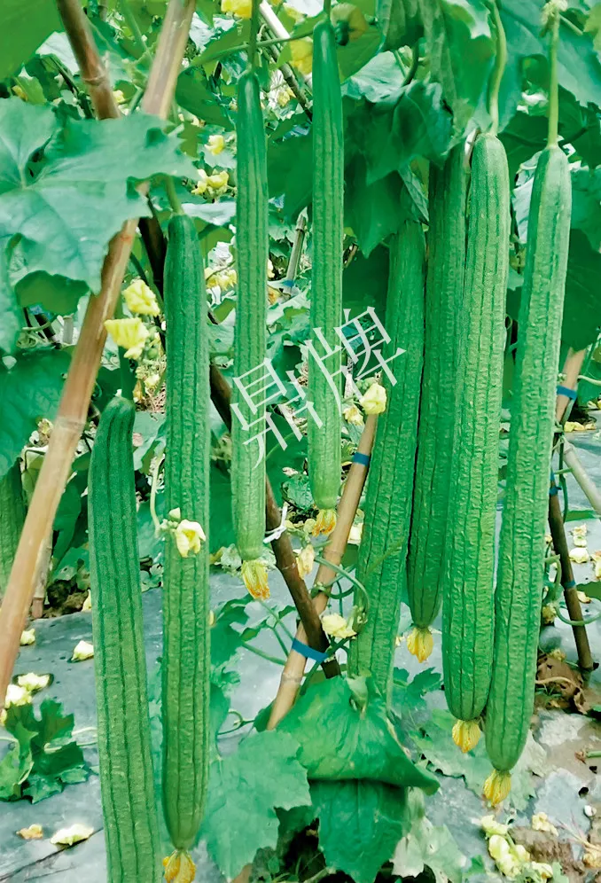 它是絲瓜種植戶的新選擇，節(jié)節(jié)有瓜，瓜長而不彎曲