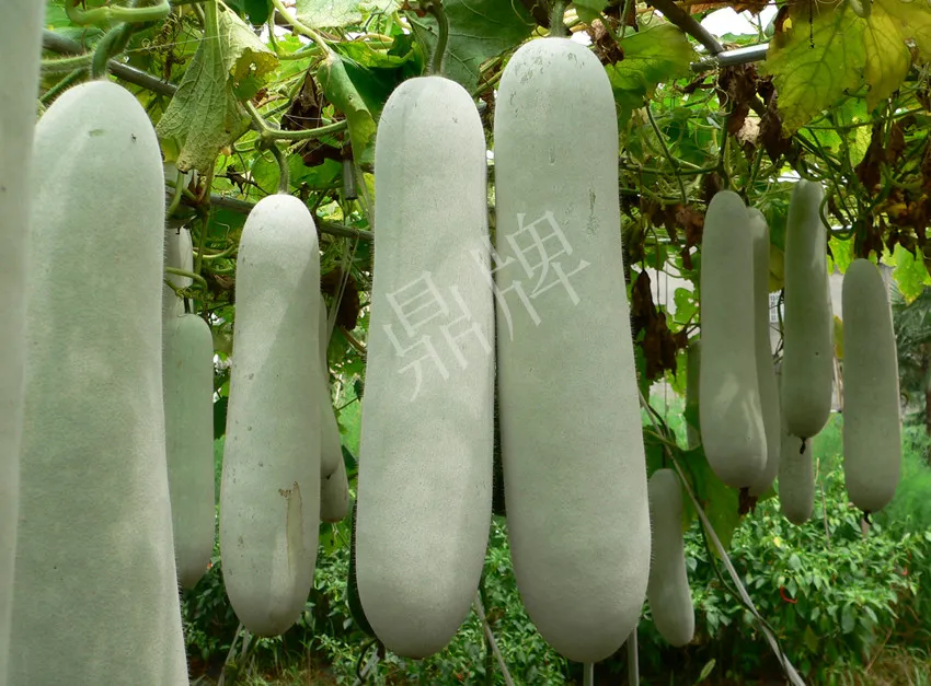 這個(gè)品種太優(yōu)秀了！耐儲(chǔ)耐運(yùn)，適合大面積種植，菜農(nóng)瓜販都喜歡