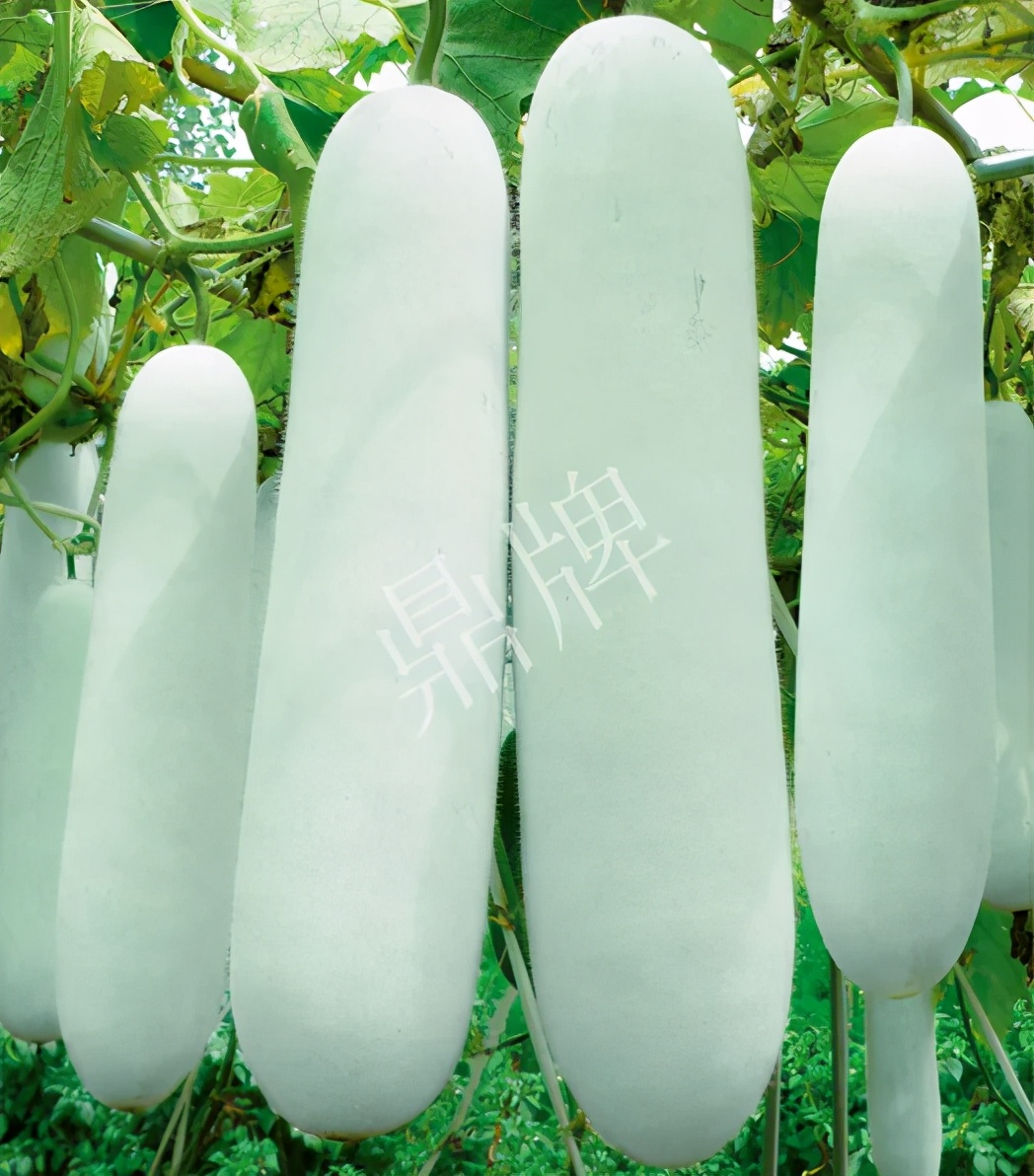 這個(gè)品種太優(yōu)秀了！耐儲(chǔ)耐運(yùn)，適合大面積種植，菜農(nóng)瓜販都喜歡