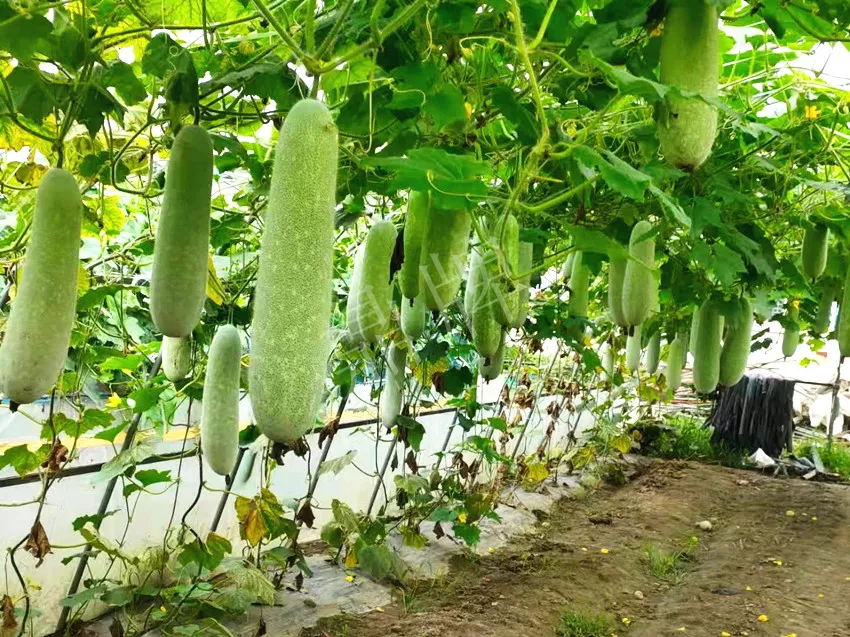 什么品種的冬瓜按個買？價格是同期黑皮冬瓜五倍
