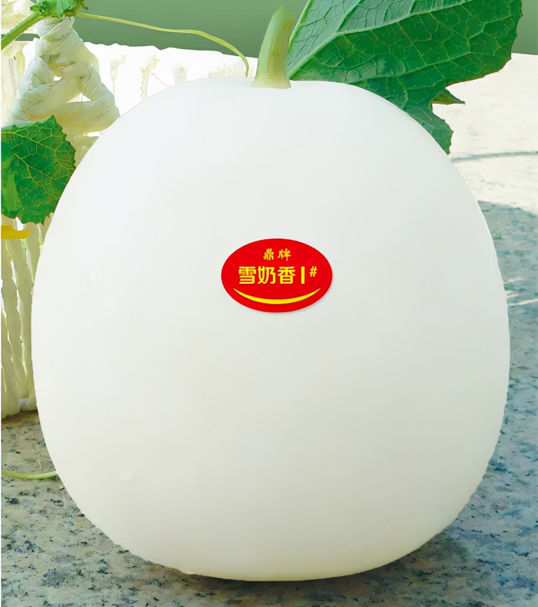 河南焦作的李向林今年種植甜瓜新品種，客戶直接拉貨走人
