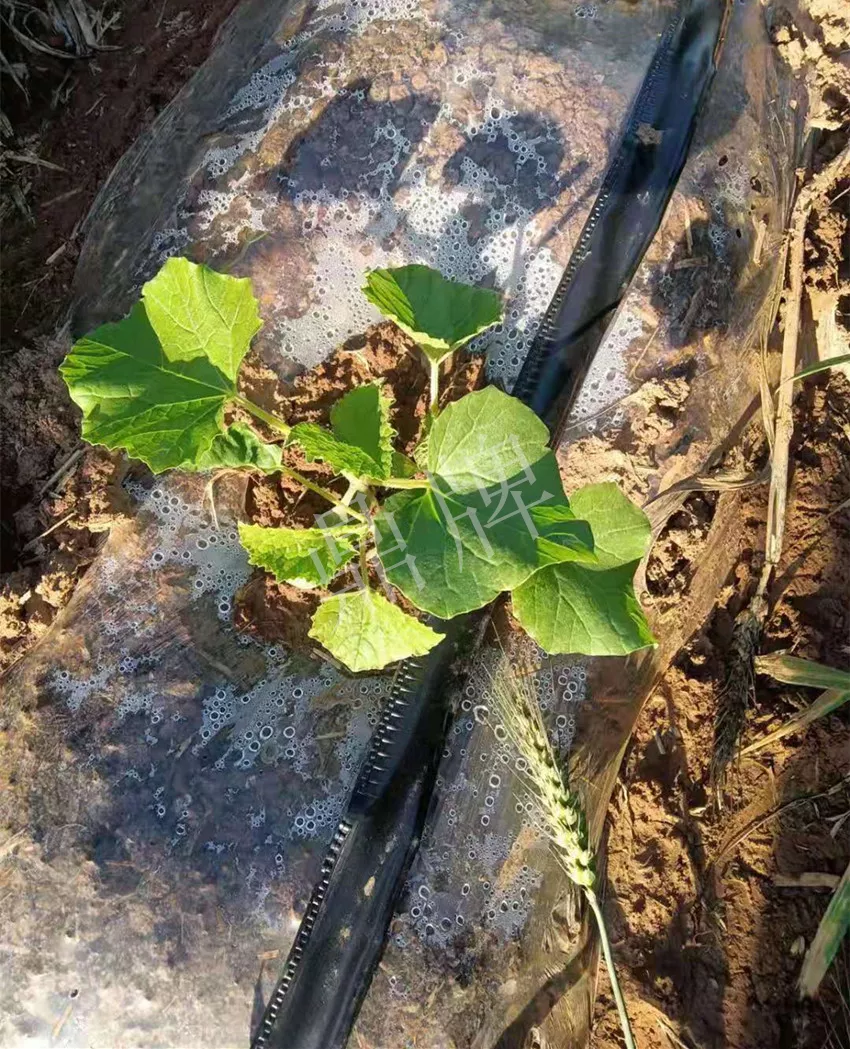 河南焦作的李向林今年種植甜瓜新品種，客戶直接拉貨走人