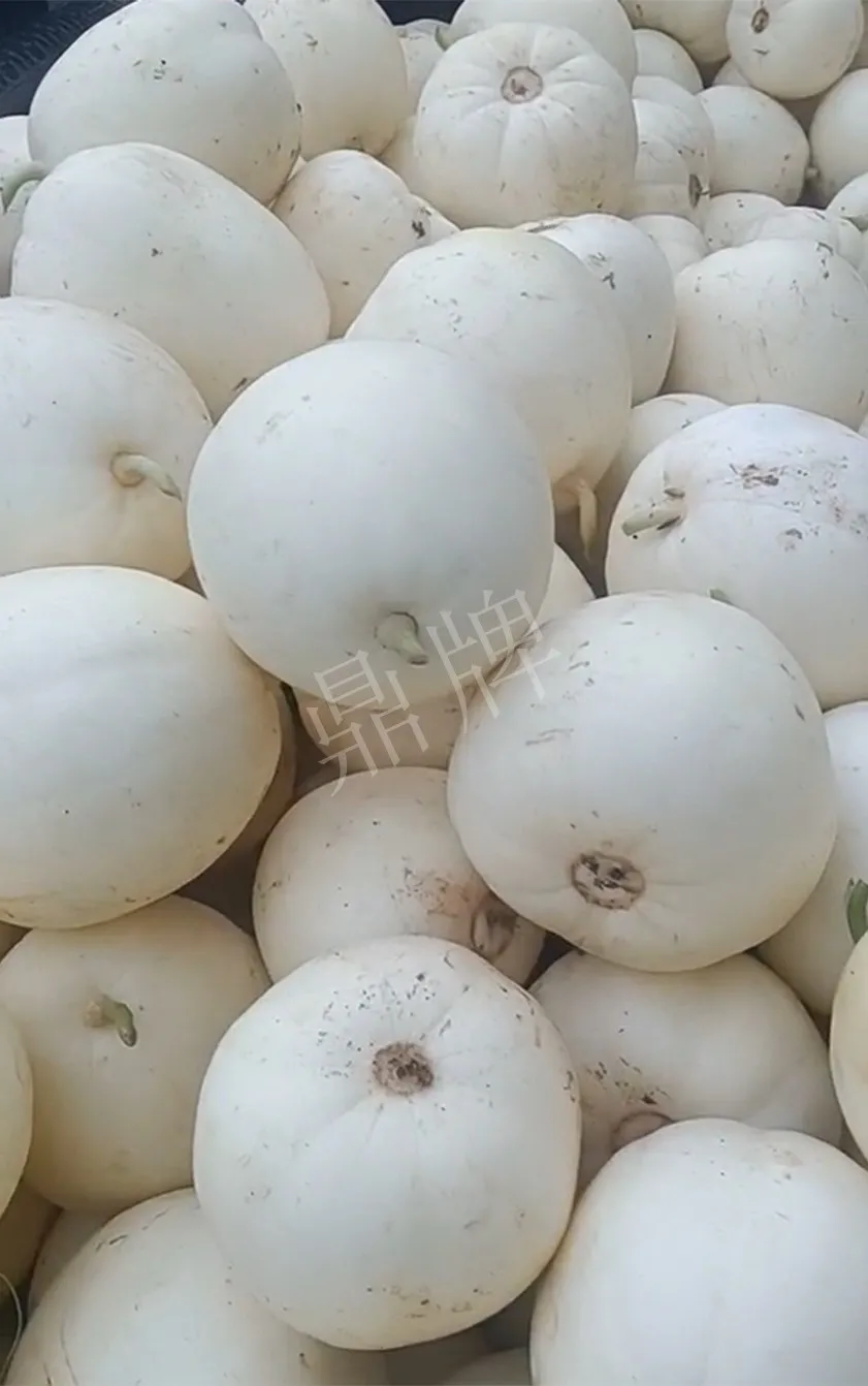 河南焦作的李向林今年種植甜瓜新品種，客戶直接拉貨走人