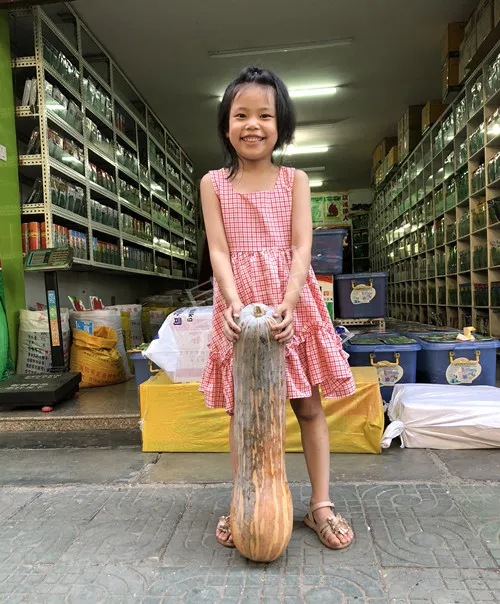 四川農(nóng)戶今年種“健美蜜本”南瓜產(chǎn)量高，品質(zhì)好，感覺巴適得很