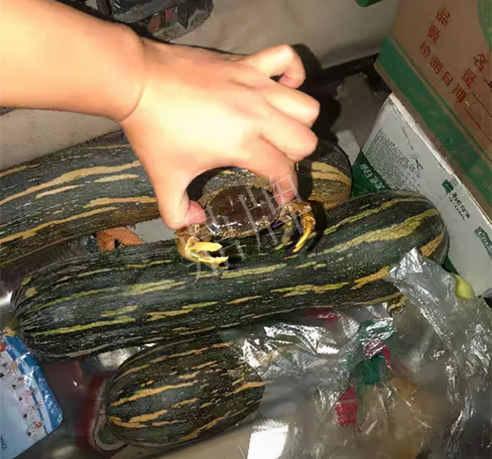 四川農(nóng)戶今年種“健美蜜本”南瓜產(chǎn)量高，品質(zhì)好，感覺巴適得很