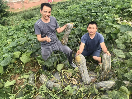四川農(nóng)戶今年種“健美蜜本”南瓜產(chǎn)量高，品質(zhì)好，感覺巴適得很