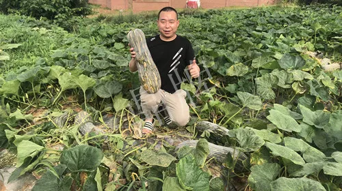 四川農(nóng)戶今年種“健美蜜本”南瓜產(chǎn)量高，品質(zhì)好，感覺巴適得很