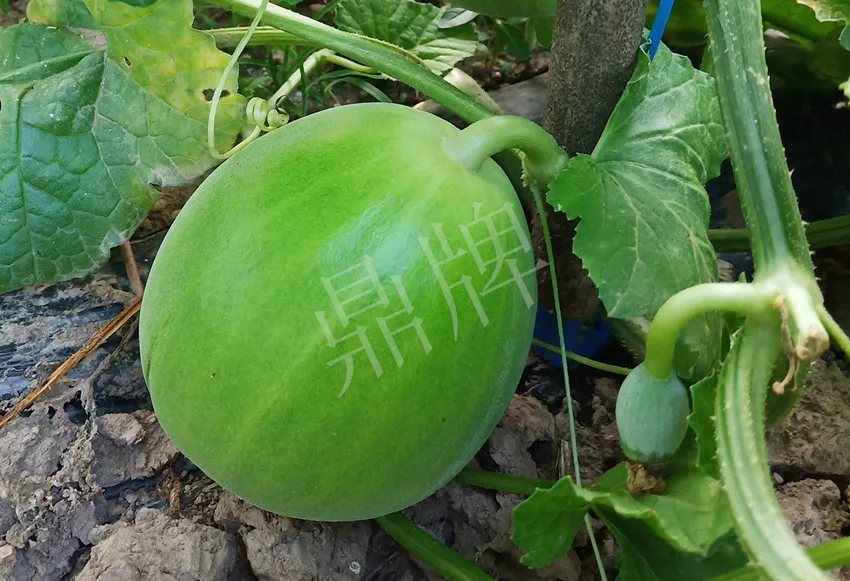 婁底瓜農(nóng)純賺50萬，我這個“張大膽”榮光了一把