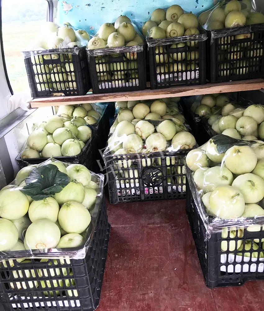 郴州農(nóng)戶種植新品種，果實(shí)又香又甜，很好賣